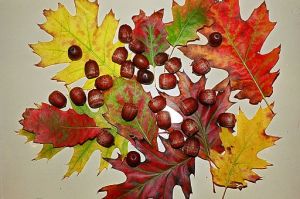 512px-Fall_leaves_and_acorns
